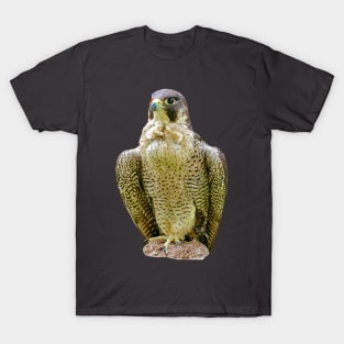 Peregrine falcon T-Shirt